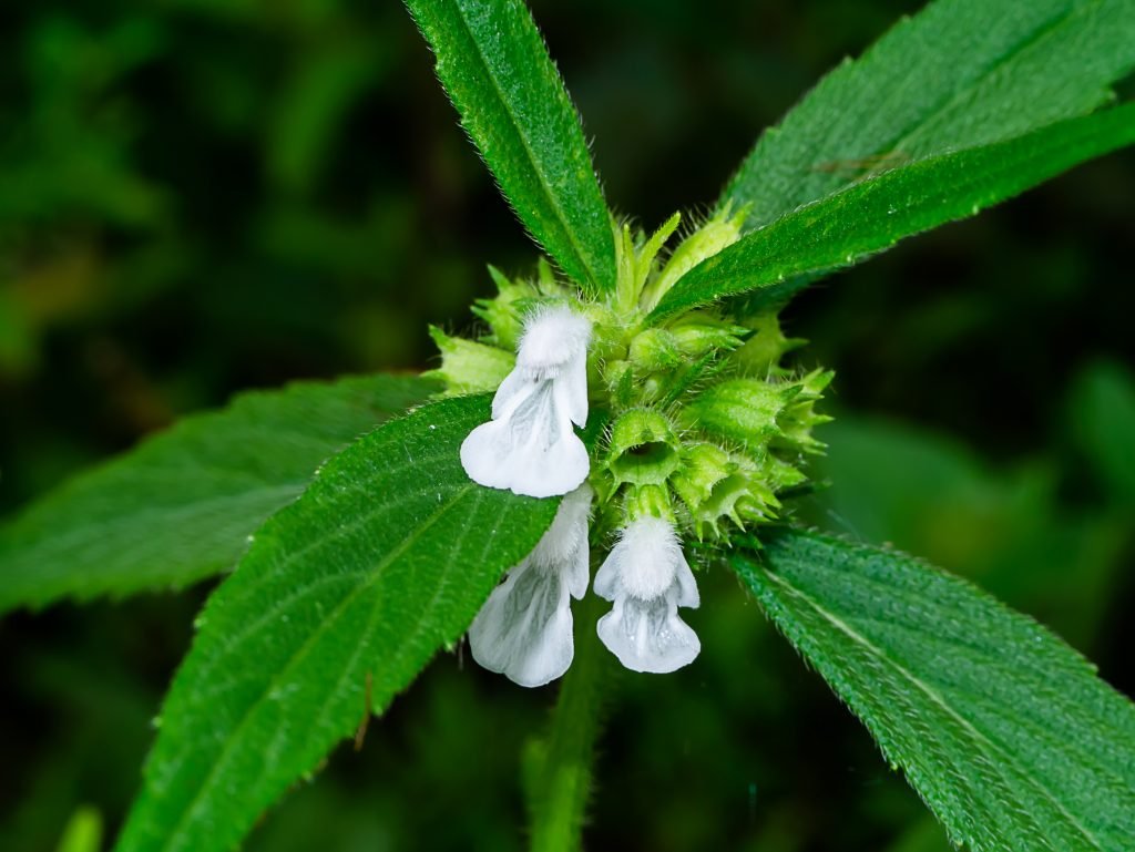 Kubo (Dronapushpi)